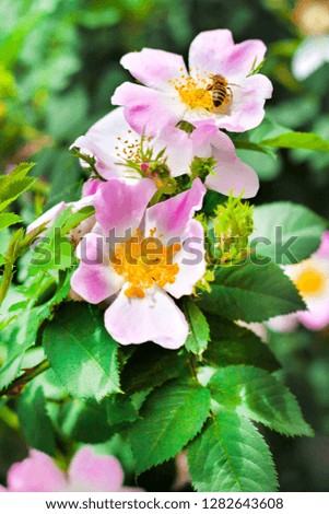 Flower of pink dog-rose closeup with a bee collecting nectar on it