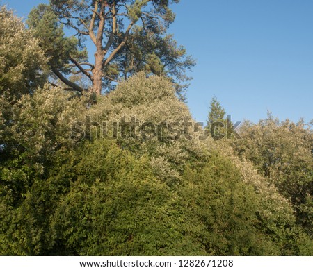 Evergreen Holm Oak Tree (Quercus ilex) with a Bright Blue Winter Sky background in a park in Rural Devon, England, UK