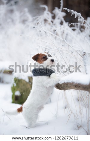 portrait of Jack Russell Terrier dog in grey scarf in winter outside in the park standing front paws on the fence