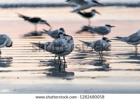 Sea birds on the Florida shores of Cape Canaveral. Royalty-Free Stock Photo #1282680058