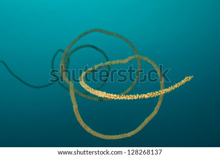 Delicate sea whips (Junceella fragilis)