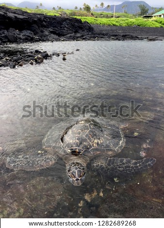 Sea Turtle in the water at the Punaluu Black Sand Beach, Hawaii