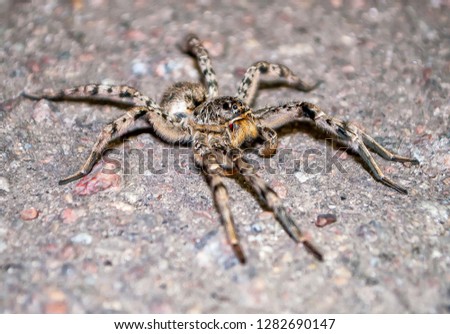 the tarantula is a big spider crawling along the road the photograph is very close