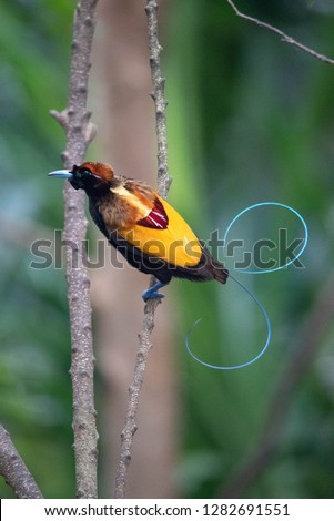 Magnificent bird of paradise (Diphyllodes magnificus) male fully displaying blue tail plumes, Papua New Guinea Royalty-Free Stock Photo #1282691551