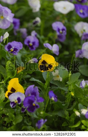 Beautiful Pansy Flowers at garden 