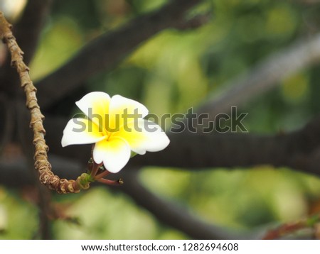 Beautiful plumeria flower in garden,White and yellow plumeria flower,selection focus