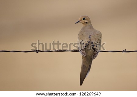 Morning Dove perched on barb wire fence with natural brown background zenaida macroura, dove hunting wing shooting migratory bird species migrate migration