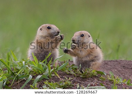 Black Tailed Prairie Dog babies playing eating and interacting at their hole in Custer State Park, South Dakota Cynomys ludovicianus grassland habitat environment wildlife and nature photography Royalty-Free Stock Photo #128269667