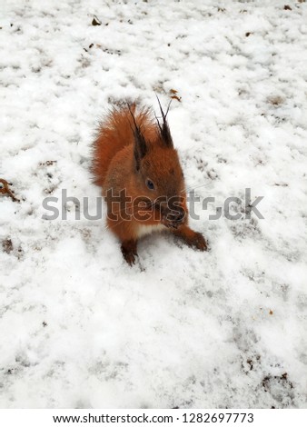 A squirrel sits in the snow and chews on a nut.