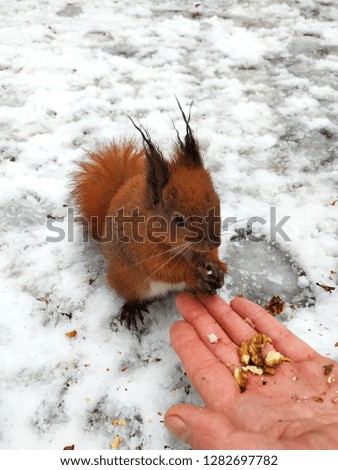 A man in winter feeds a squirrel with his hands.