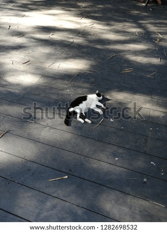 Cat sleeping on wooden floor under the shade of tree.