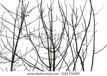 tree branch without leaves silhouette on white isolated background.