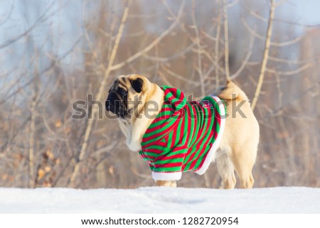 dog pug in snow in winter, close-up portrait