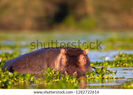 Hippo is in natural habitat. Naivasha lake. Kenya. These are good pictures of wildlife. Photo was taken on short distance and with excellent light.