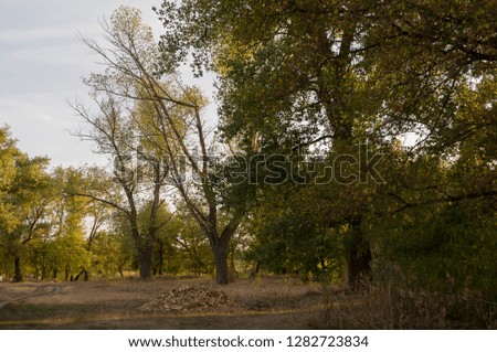 Early autumn landscape with green, yellow and green trees around