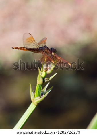 closeup shot dragonfly  in the nature