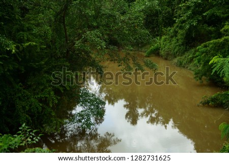 Water in the canal after rain, Green forest