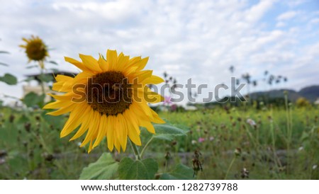 sun flowers and green