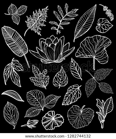 Decorative flowers and leaves set, design elements. Can be used for cards, invitations, banners, posters, print design. Floral background in line art style
