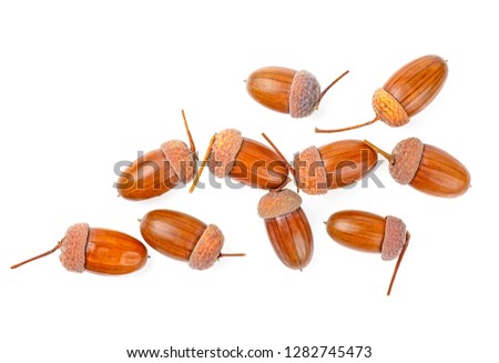 Brown acorns on a white background, top view.