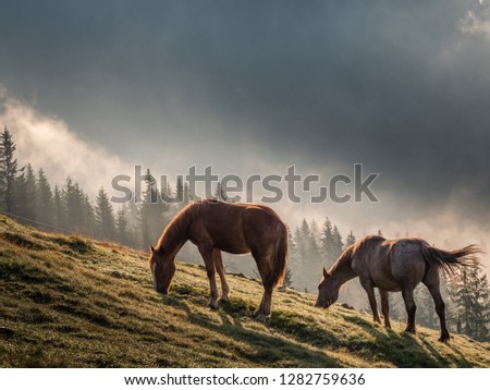 Horses grazing on a mountain in morning light with background mist. Wild landscape with horses in summer season into the mountains. Horse in nature, space for text Royalty-Free Stock Photo #1282759636