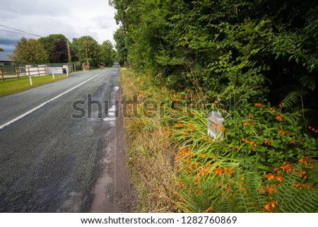  invasive plant next to the road in Ireland: Fuchsia