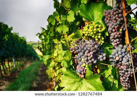 czech vineyards from moravia as very nice background