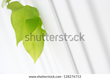 Bodhi or Peepal Leaf on white background, Sacred Tree for Hindus and Buddhist, Border frame,