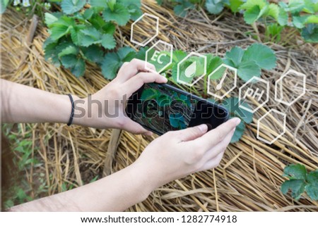 Farmer using smartphone checking temperature, humidity, soil pH with on digital holographic screen in strawberries plantation.