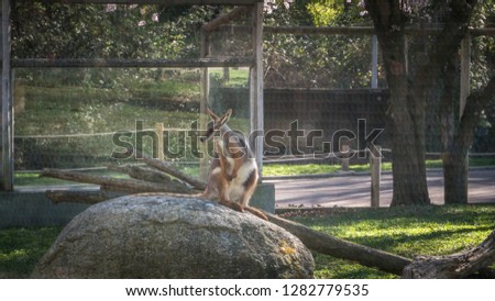 A photo of a beautiful small kangaroo sitting on a large rock in a park with trees, and flowers. The kangaroo is a marsupial with large legs from the family Macropodidae and is indigenous to Australia