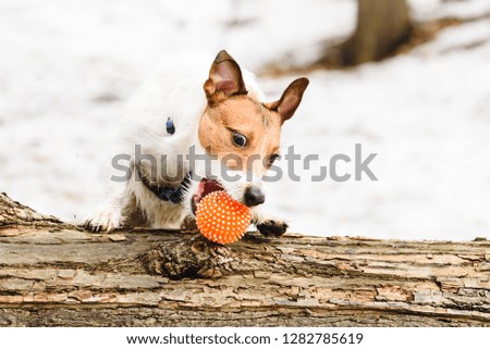 Amusing dog playing at winter park catching ball toy