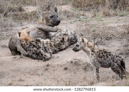 Spotted Hyena with her young family.