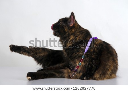 Kitten stretching it's body and licks it's nose with a tongue wearing necklace with romantic heart shaped stone against white background. Cute tortoiseshell colored yoga cat stretching in studio. 
