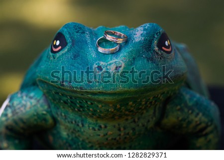 wedding rings placed on the head of a green frog Royalty-Free Stock Photo #1282829371