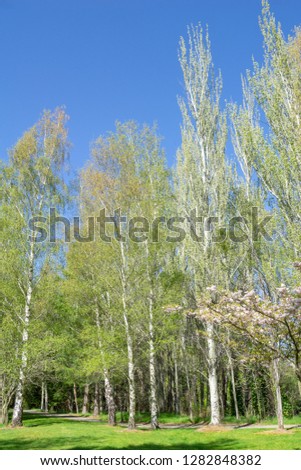 Grove birch trees  with new spring growth lime green leaves contrasting with white tree trunks in vertical composition