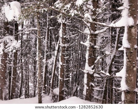 snowy trees winter forest