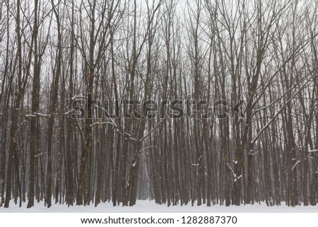 Trees in a park covered with fresh snow. Nature