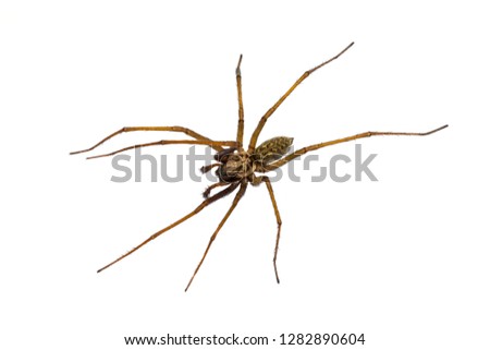 Giant house spider (Eratigena atrica) top down view of arachnid with long hairy legs isolated on white background Royalty-Free Stock Photo #1282890604
