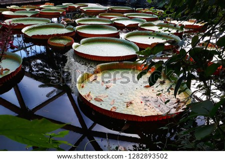 
Giant Water lily, Victoria Amazonica or Victoria Regia, in the garden. It is a species of flowering plant, the largest of the Nymphaeaceae family of water lilies.

