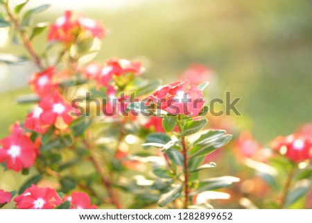 abstract blurred flower background - Image