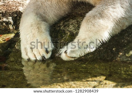 Picture of cute polar bear paws lying on a rock