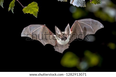 Flying bat hunting in forest. The grey long-eared bat (Plecotus austriacus) is a fairly large European bat. It has distinctive ears, long and with a distinctive fold. It hunts above woodland. Royalty-Free Stock Photo #1282913071