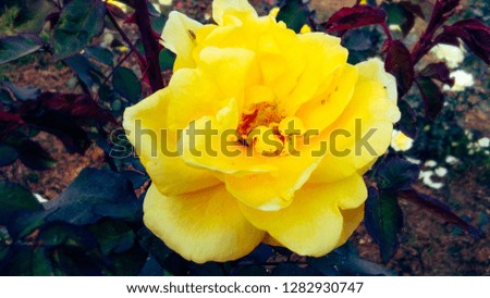 Beautiful yellow rose ,white shades With natural background 