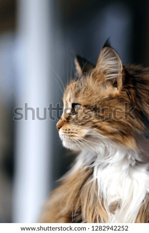 Vertical head portrait of a beautiful proud purebred female cat on natural background  

