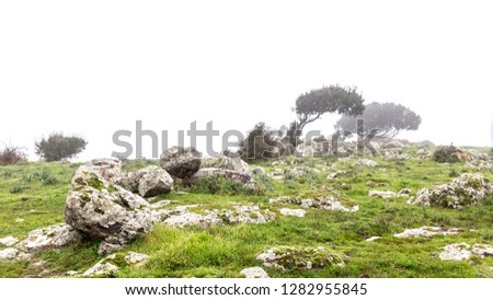 Landscape with windswept trees in the fog in Sardinia, Italy