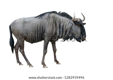 wildebeest isolated on white background Royalty-Free Stock Photo #1282959496
