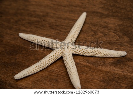 Star Océan florida