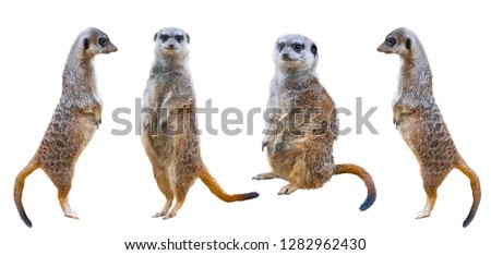 Meerkats isolated on white background