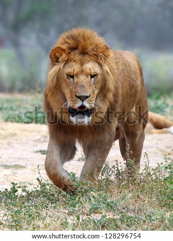 Close Up picture of a male lion on the grass