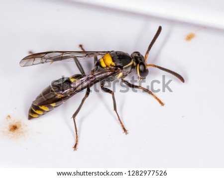 Honey Wasp of the subspecies Polybia ruficeps ssp. xanthops